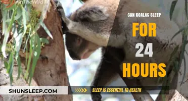 Koala Snooze Fest: Unraveling the 24-Hour Sleep Myth