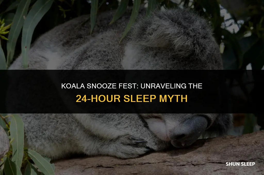 can koalas sleep for 24 hours