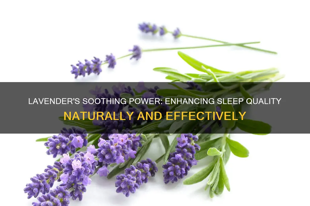 can lavender help u sleep