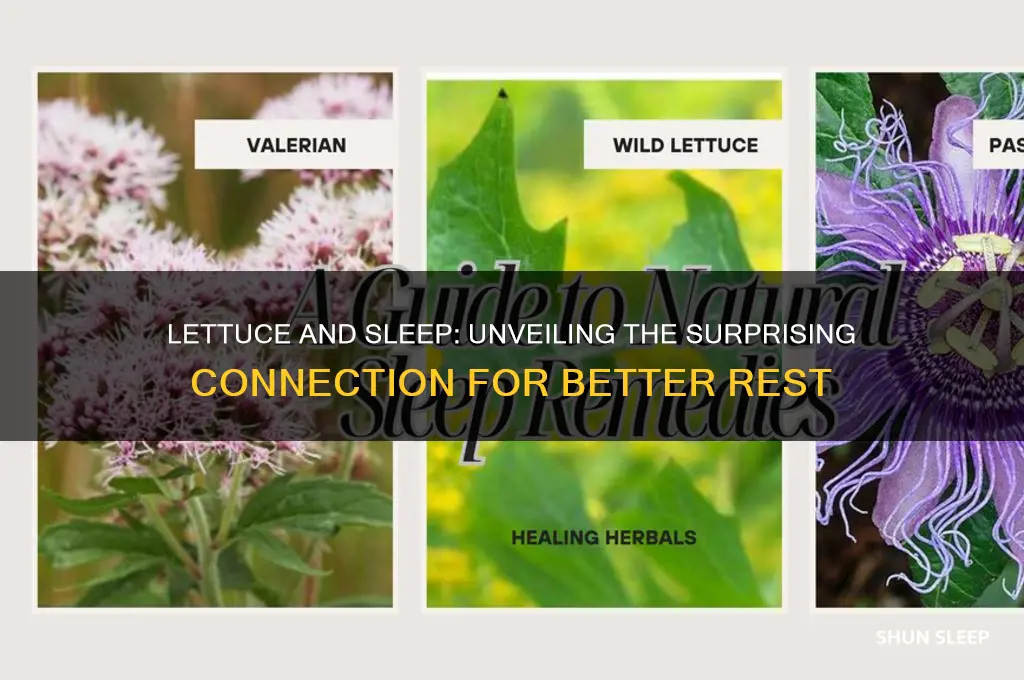 can lettuce help you sleep