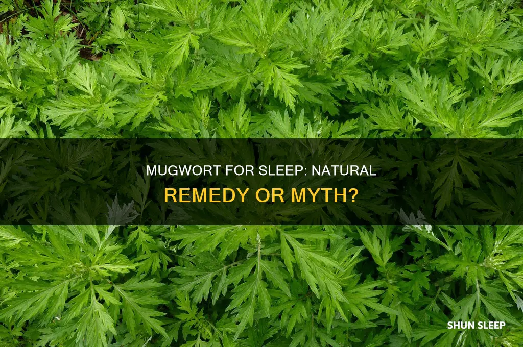 can mugwort help you sleep