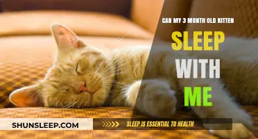 Should Your Kitten Sleep in Your Bed?