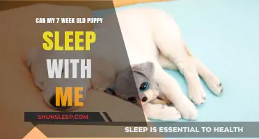 Should Your Puppy Sleep in Your Bed?