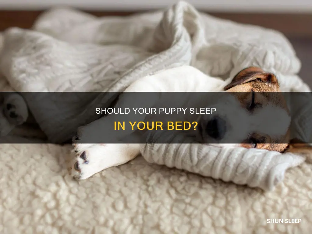 can my 7 week old puppy sleep with me
