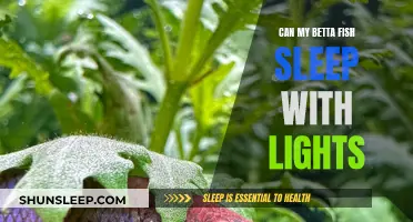 Betta Fish and Lights: A Good Night's Sleep?