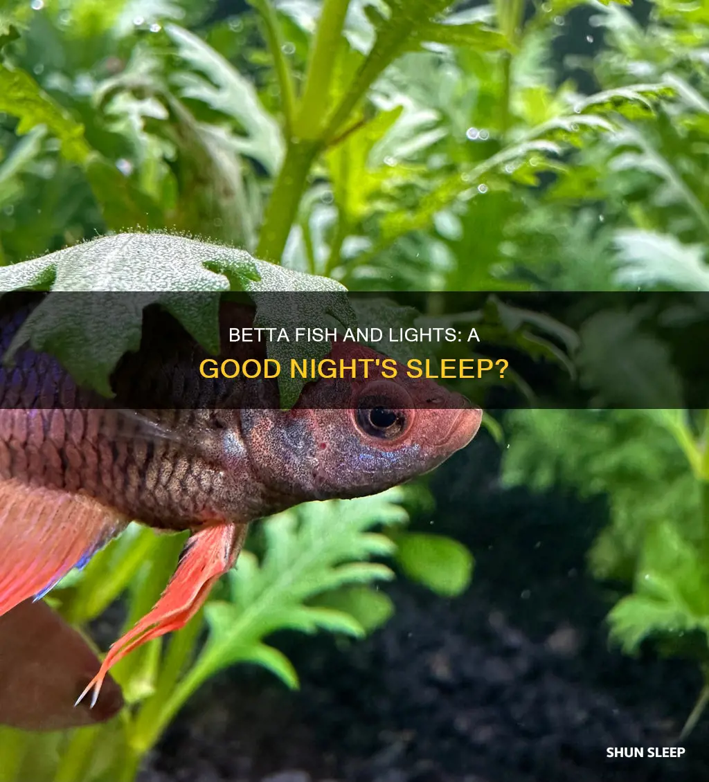 can my betta fish sleep with lights