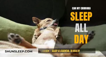 Chihuahuas: Napping All Day, Is It Normal?