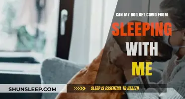 Can Dogs Catch COVID-19 from Sharing a Bed with Owners?