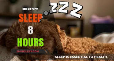 Puppy Sleep Patterns: Understanding Your Furry Friend's Resting Needs