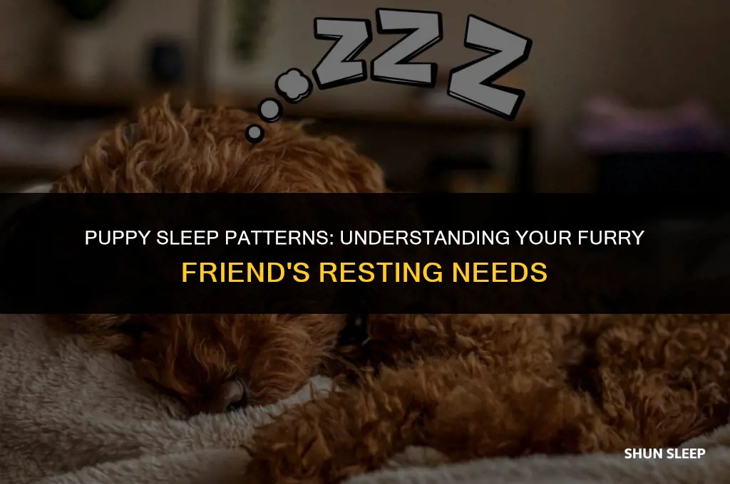 can my puppy sleep 8 hours