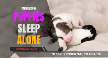 Puppies' First Sleep: Alone or With Mom?
