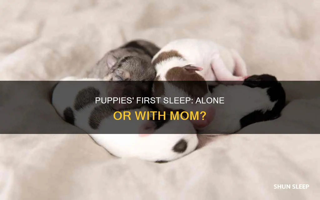 can newborn puppies sleep alone