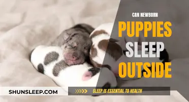 Puppies' Outdoor Sleep: What's Safe for Newborns?