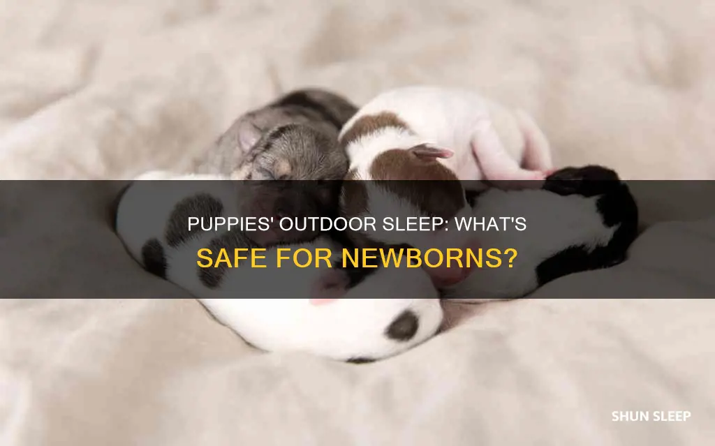 can newborn puppies sleep outside