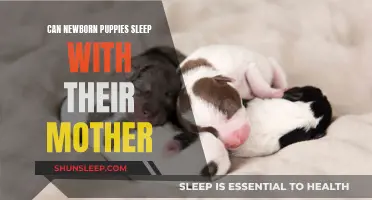 Puppies' First Sleep: Should They Be With Their Mother?