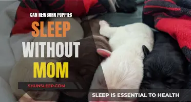 Puppies' First Days: Sleeping Without Mom