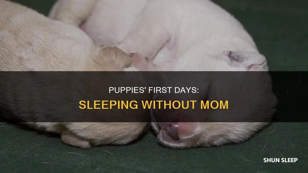can newborn puppies sleep without mom