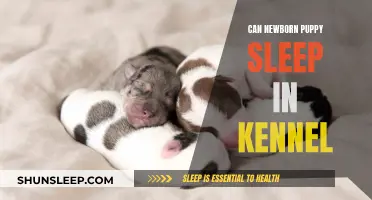 Should Newborn Puppies Sleep in Kennels?