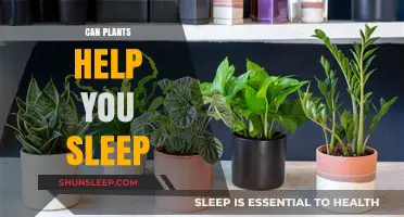 Plants for Better Sleep: Nature's Soothing Remedies for Restful Nights