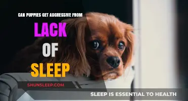 Lack of Sleep in Puppies: Uncovering Potential Aggressive Behavior Risks