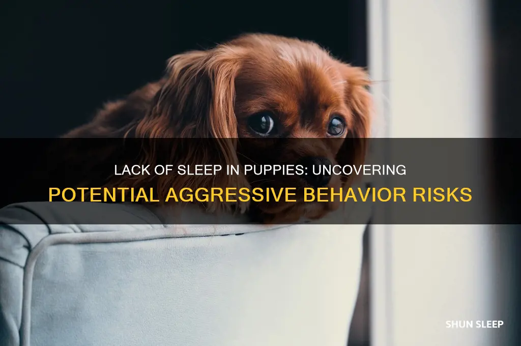 can puppies get aggressive from lack of sleep