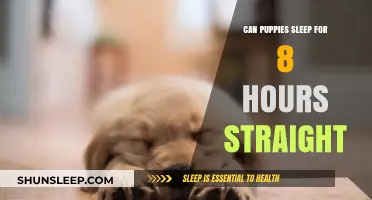Puppy Slumber: Can They Really Sleep for 8 Hours Straight?