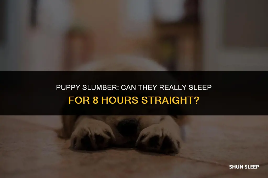 can puppies sleep for 8 hours straight