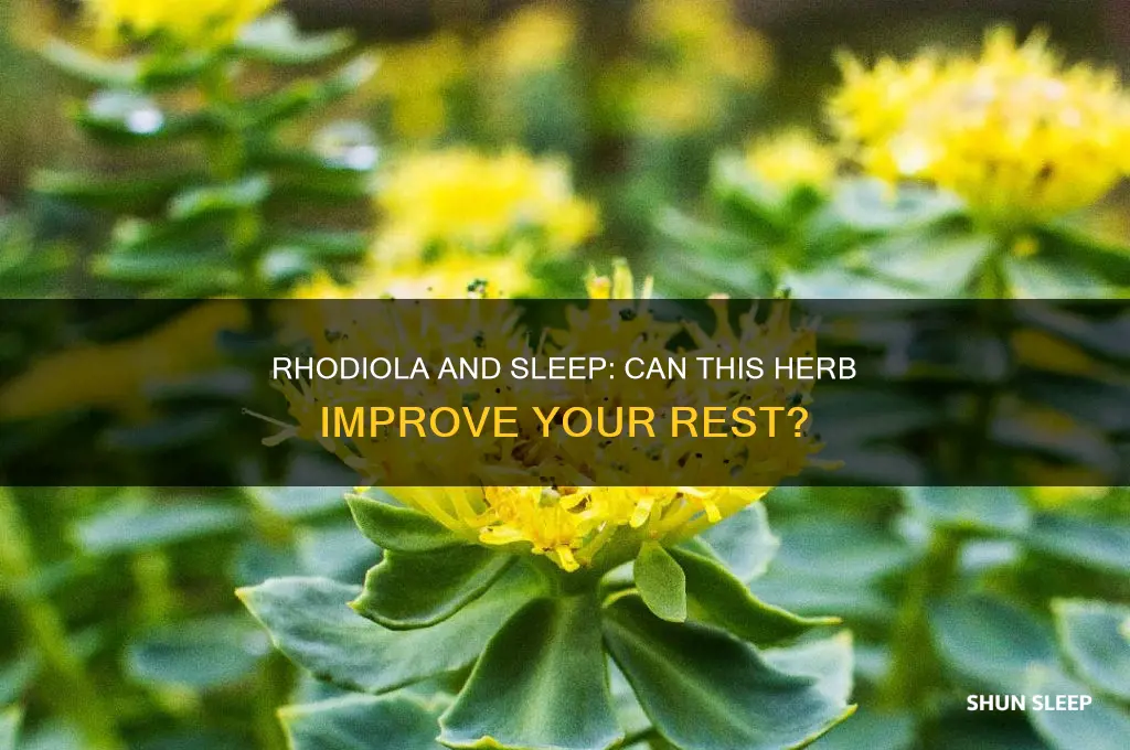 can rhodiola help with sleep