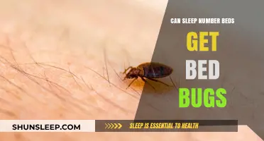Can Sleep Number Beds Attract Bed Bugs? Facts and Prevention Tips