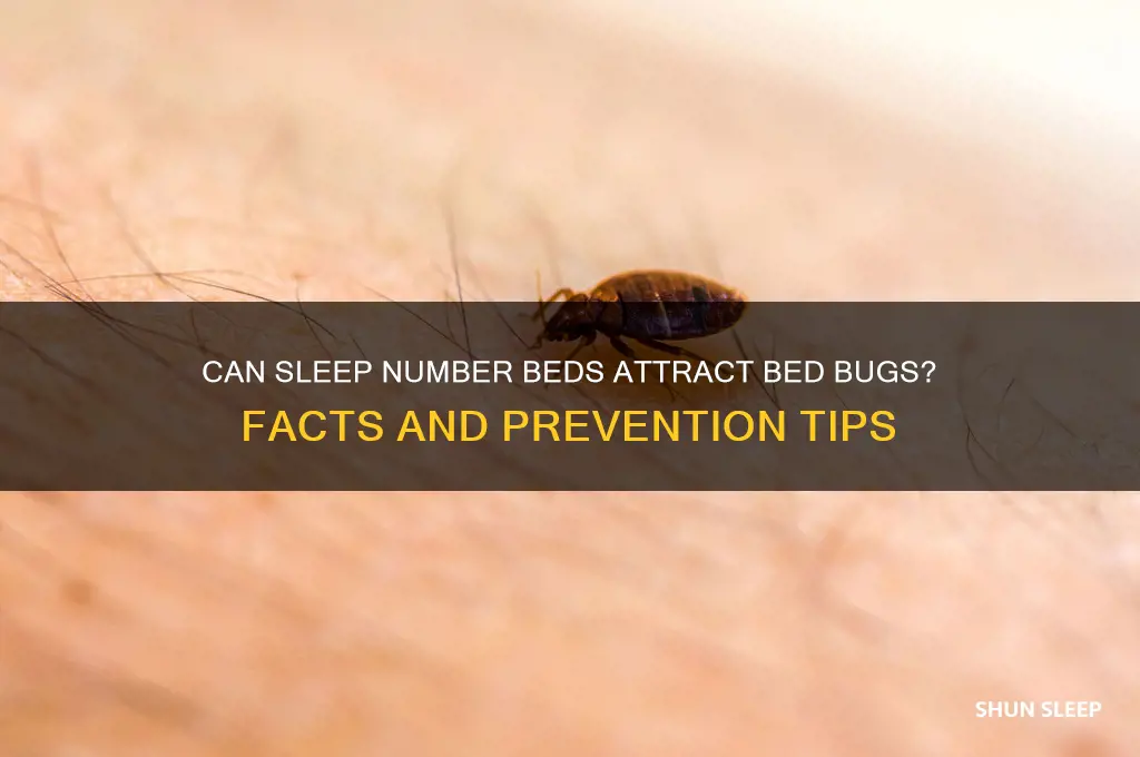 can sleep number beds get bed bugs