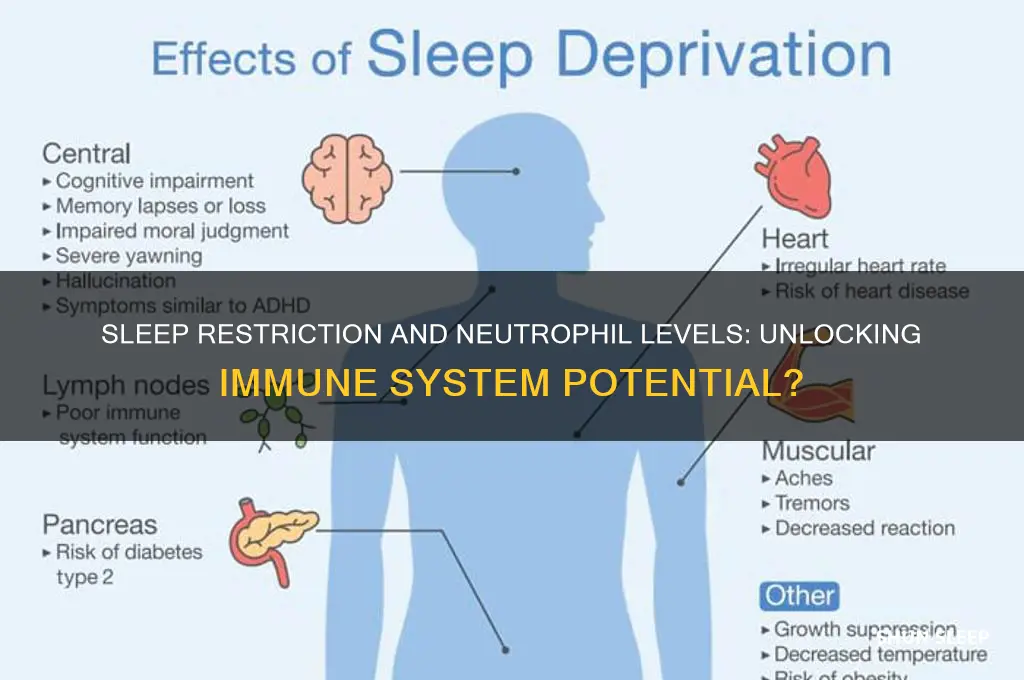 can sleep restriction help raise neutrophil levels