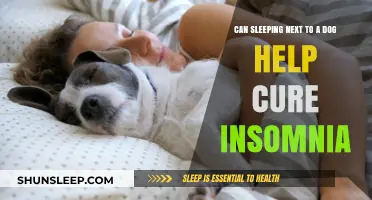 Can Sleeping Next to Your Dog Cure Insomnia? Find Out How