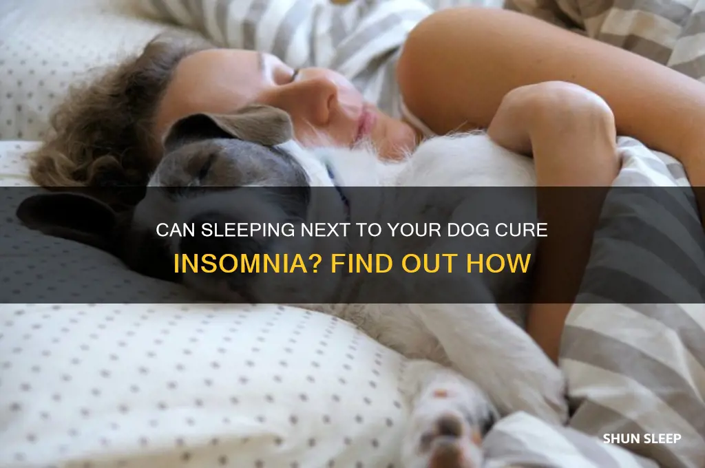 can sleeping next to a dog help cure insomnia