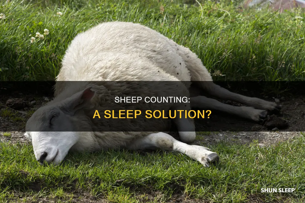 can t sleep without sheep