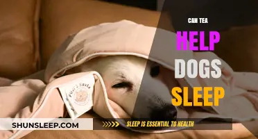 Can Tea Help Dogs Sleep? Exploring Natural Remedies for Canine Rest