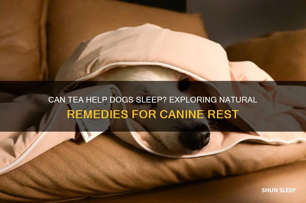 can tea help dogs sleep