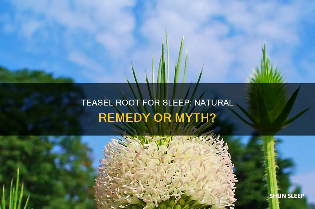 can teasel root help sleep