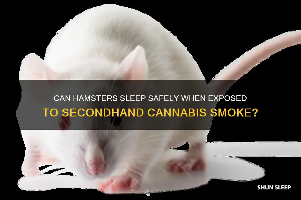 can the hamster sleep if i get it high