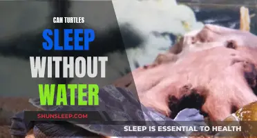 Turtles and Sleep: Do They Need Water?