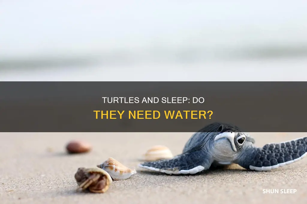 can turtles sleep without water