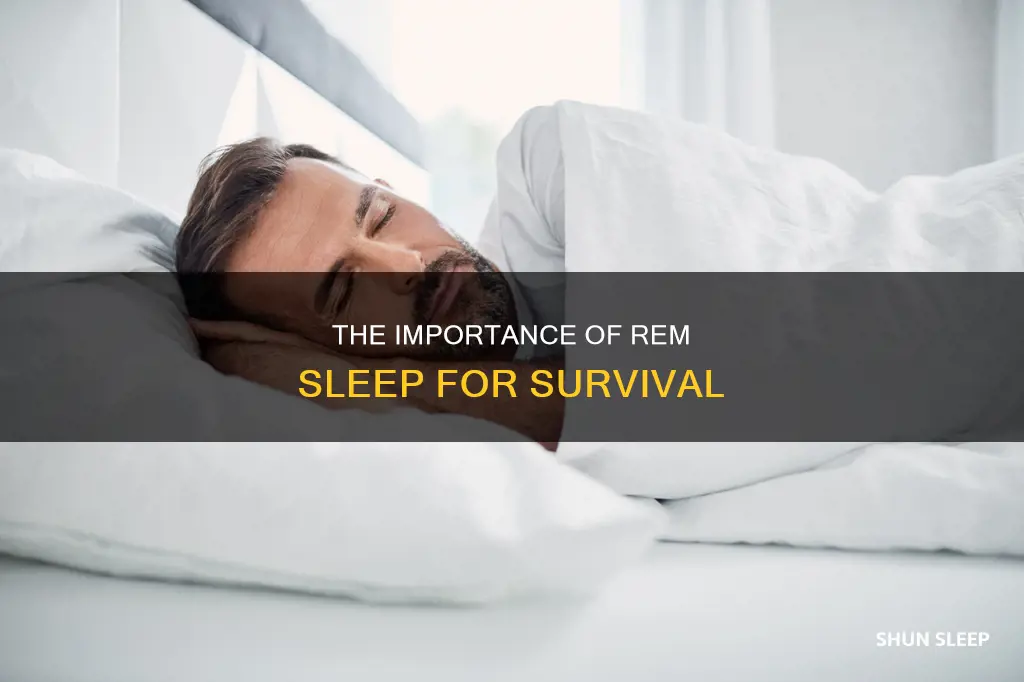 can we survive without rem sleep