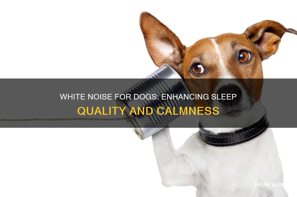 can white noise help dogs sleep