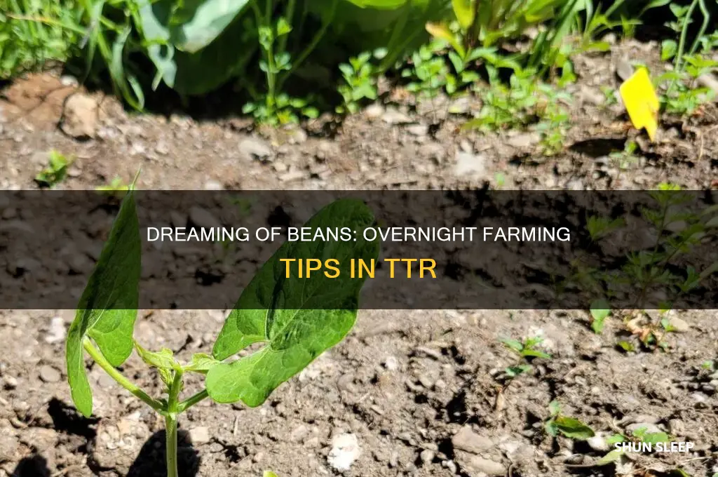 can you get beans while you sleep ttr