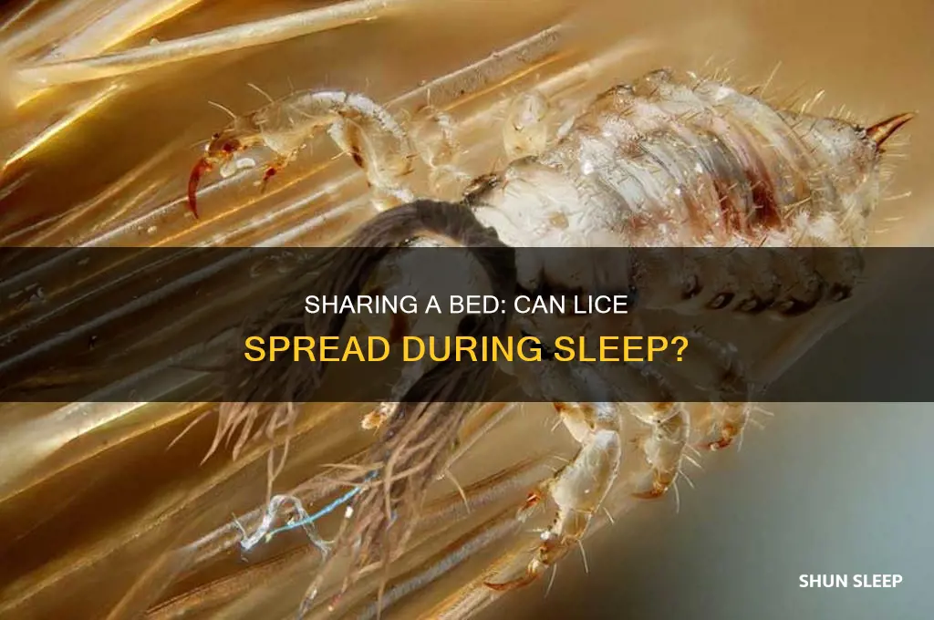 can you get lice from sleeping in the same bed
