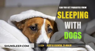 Sleeping with Dogs: Parasite Risks and How to Stay Safe