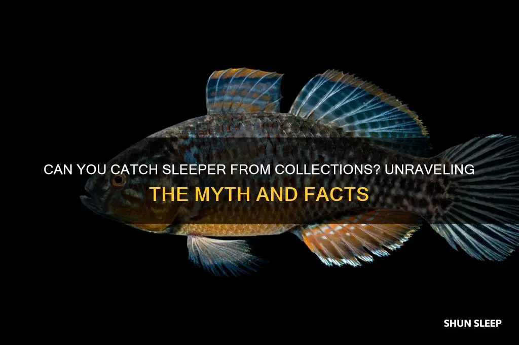 can you get sleeper from collections