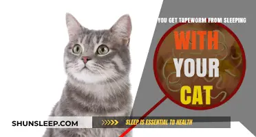 Sleeping with Your Cat: Tapeworm Risks and Prevention Tips