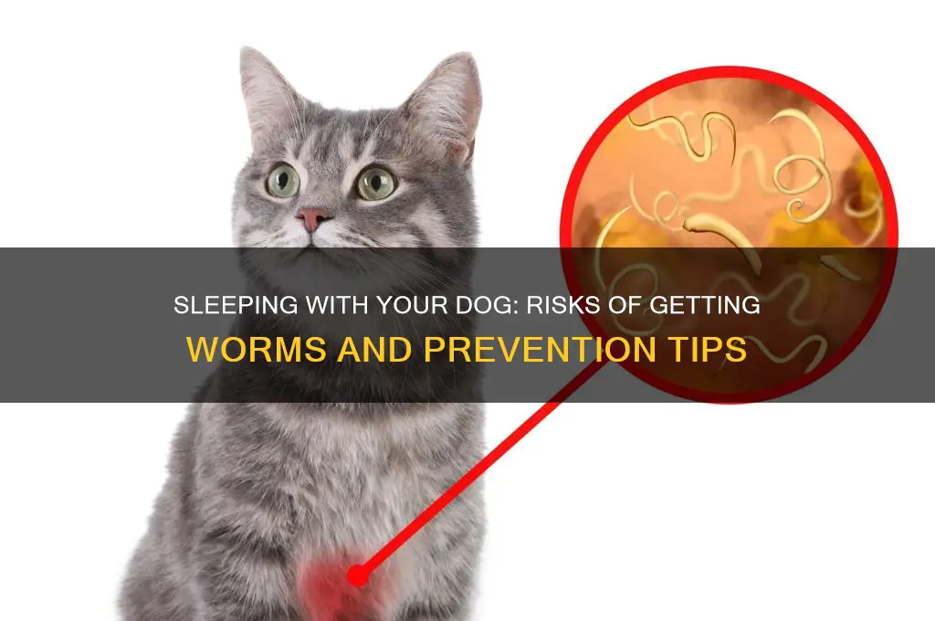 can you get worms from sleeping with your dog
