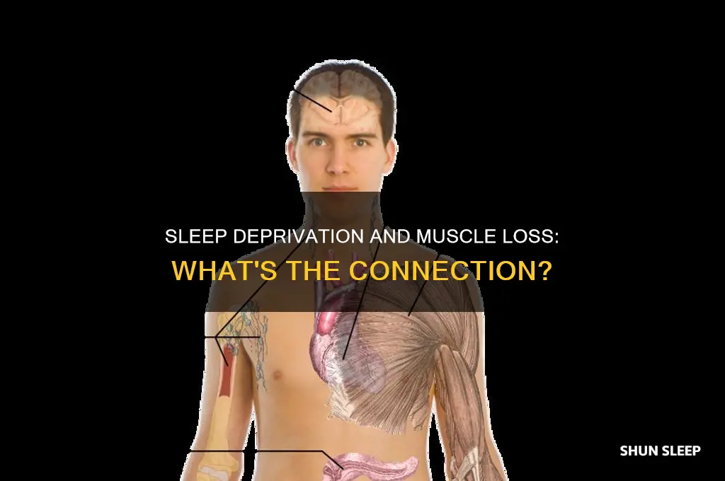 can you lose muscle if you don