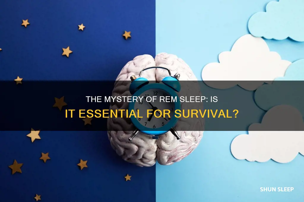 can you survive without rem sleep